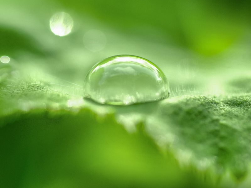 Macro shot of a clear water drop on a green leaf